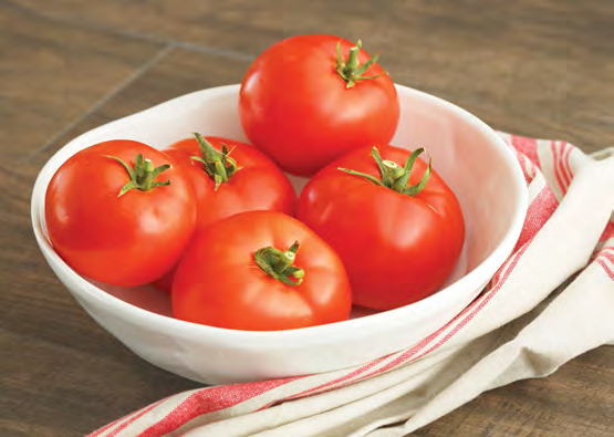 GENESIS Squash Seeds