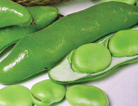 ORIENT WONDER Bean Seeds
