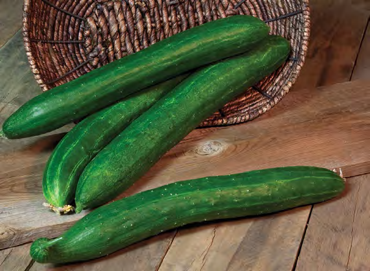 TASTY GREEN Cucumber Seeds