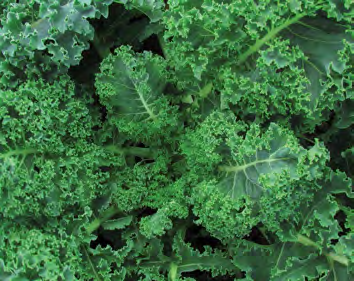 VATES BLUE CURLED Kale Seeds