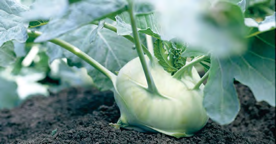 QUICKSTAR Kohlrabi Seeds