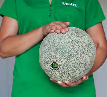 AVATAR Melon Seeds