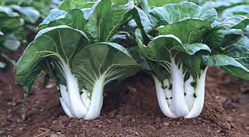 JOI CHOI Pak Choi Seeds