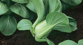 MEI QING CHOI Pak Choi Seeds