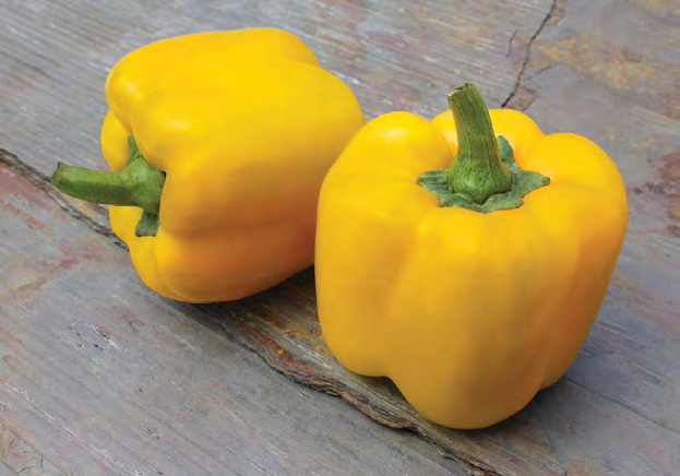 EARLY SUMMER Bell Pepper Seeds
