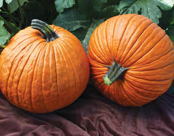 MRS. WRINKLES Pumpkin Seeds