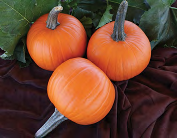 JACK SPRAT Pumpkin Seeds
