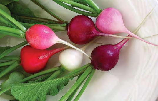 EASTER EGG II Radish Seeds