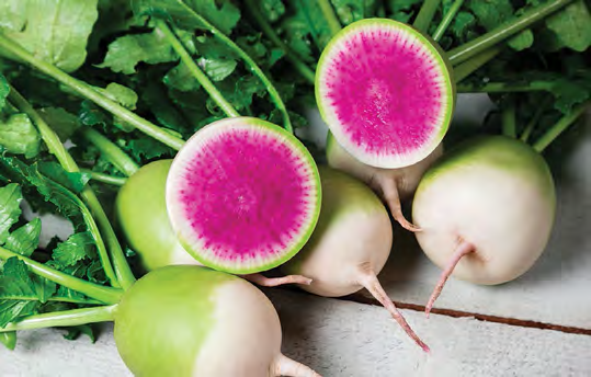 STARBURST Radish Seeds