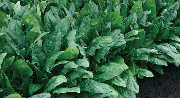 IMPERIAL BEACH Spinach Seeds