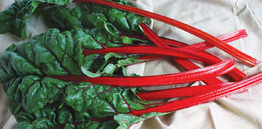 RHUBARB Swiss Chard Seeds